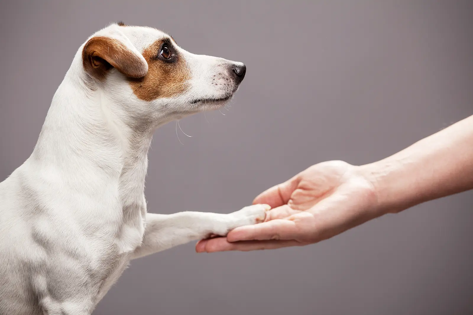 Clarifying Emotional Support Animal Policies in Arizona